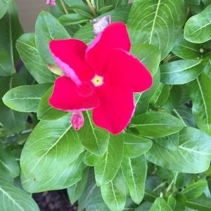 Meet your Posher, Denise